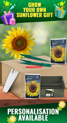 Grow Your Own Sunflower - Great Sunflower Gifts